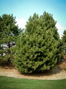 Сосна Чёрная (Pinus Nigra) купить по цене от 270.00р. в интернет-магазине «Посадика» с доставкой почтой в в Салавате и по всей России – [изображение №1].