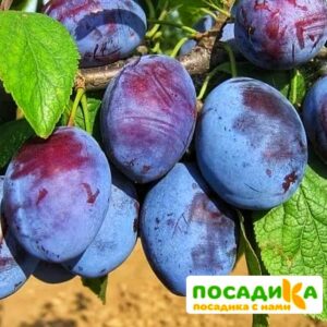 Слива Чачакская ранняя купить по цене от 229.00р. в интернет-магазине «Посадика» с доставкой почтой в в Салавате и по всей России – [изображение №1].