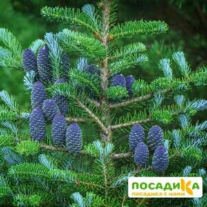 Пихта корейская (Abies koreana) купить по цене от 450.00р. в интернет-магазине «Посадика» с доставкой почтой в в Салавате и по всей России – [изображение №1].