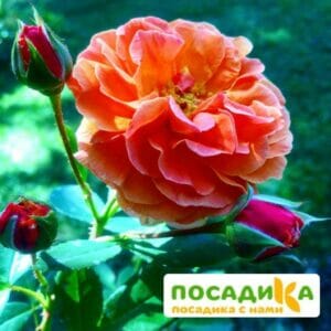 Роза Арабия купить по цене от 350.00р. в интернет-магазине «Посадика» с доставкой почтой в в Салавате и по всей России – [изображение №1].