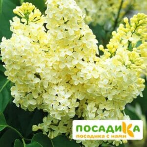 Сирень Примроуз (Primrose) купить по цене от 529.00р. в интернет-магазине «Посадика» с доставкой почтой в в Салавате и по всей России – [изображение №1].