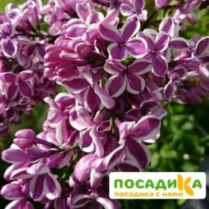 Сирень Сенсация купить по цене от 529.00р. в интернет-магазине «Посадика» с доставкой почтой в в Салавате и по всей России – [изображение №1].