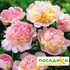 Пион Распберри Сандей (Paeonia Raspberry Sundae) купить по цене от 959р. в интернет-магазине «Посадика» с доставкой почтой в в Салавате и по всей России – [изображение №1].