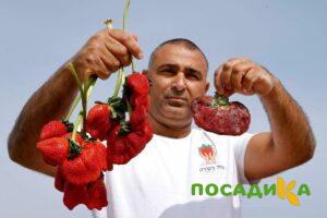 Клубника Гигант Джорнея купить по цене от 266р. в интернет-магазине «Посадика» с доставкой почтой в в Салавате и по всей России – [изображение №1].