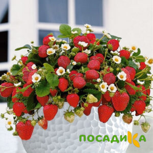 Клубника Рубиновый Шепот (горшечная) купить по цене от 240р. в интернет-магазине «Посадика» с доставкой почтой в в Салавате и по всей России – [изображение №1].