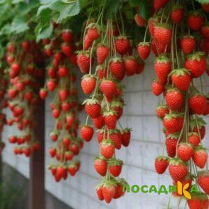 Клубника вьющаяся Комплимент купить по цене от 470р. в интернет-магазине «Посадика» с доставкой почтой в в Салавате и по всей России – [изображение №1].
