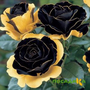 Роза Ханни Сикл купить по цене от 700р. в интернет-магазине «Посадика» с доставкой почтой в в Салавате и по всей России – [изображение №1].