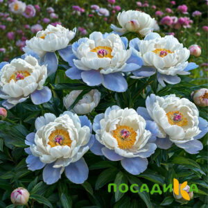 Пион акварельный Этюд купить по цене от 806р. в интернет-магазине «Посадика» с доставкой почтой в в Салавате и по всей России – [изображение №1].