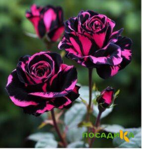 Роза Багровый Шепот купить по цене от 366р. в интернет-магазине «Посадика» с доставкой почтой в в Салавате и по всей России – [изображение №1].