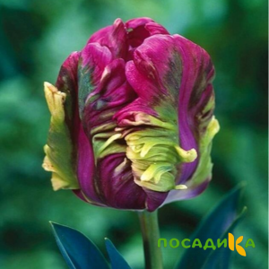 Тюльпан Экзотик Хэвен купить по цене от 186р. в интернет-магазине «Посадика» с доставкой почтой в в Салавате и по всей России – [изображение №1].