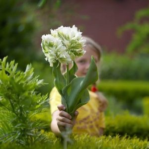 Тюльпан Супер Пэррот купить по цене от 360р. в интернет-магазине «Посадика» с доставкой почтой в в Салавате и по всей России – [изображение №1].