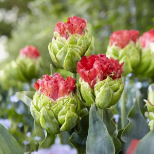 Тюльпан Бычий Глаз купить по цене от 275р. в интернет-магазине «Посадика» с доставкой почтой в в Салавате и по всей России – [изображение №1].