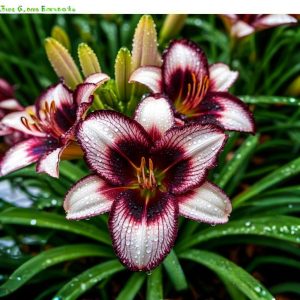 Лилейник Крим Сикл купить по цене от 799р. в интернет-магазине «Посадика» с доставкой почтой в в Салавате и по всей России – [изображение №1].