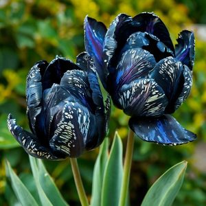 Тюльпан Блю Фог купить по цене от 500р. в интернет-магазине «Посадика» с доставкой почтой в в Салавате и по всей России – [изображение №1].