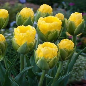 Тюльпан махровый Ванила Коп купить по цене от 159р. в интернет-магазине «Посадика» с доставкой почтой в в Салавате и по всей России – [изображение №1].