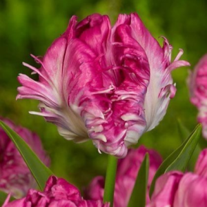 Тюльпан махровый Кул Кристал купить по цене от 400р. в интернет-магазине «Посадика» с доставкой почтой в в Салавате и по всей России – [изображение №1].