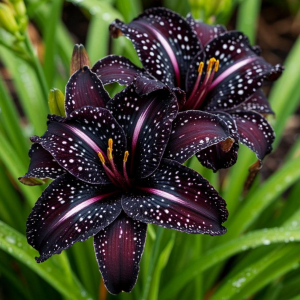 Лилейник Лили Лайт купить по цене от 699р. в интернет-магазине «Посадика» с доставкой почтой в в Салавате и по всей России – [изображение №1].