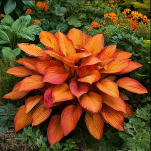 Хоста Солнечный Нектар купить по цене от 605р. в интернет-магазине «Посадика» с доставкой почтой в в Салавате и по всей России – [изображение №1].